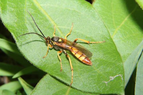 Ichneumon crispatorius